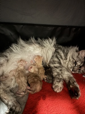 A und B Wurf, MAINE COON KITTEN Jungtier - Katze