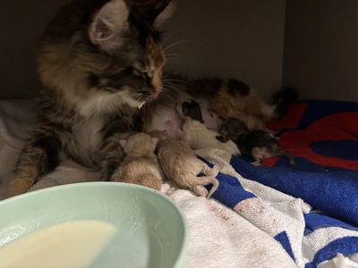 A und B Wurf, MAINE COON KITTEN Jungtier - Katze