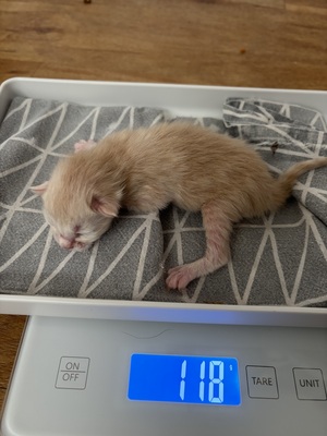 A und B Wurf, MAINE COON KITTEN Jungtier - Katze