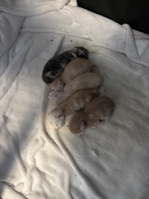 A und B Wurf, MAINE COON KITTEN Jungtier - Katze