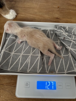 A und B Wurf, MAINE COON KITTEN Jungtier - Katze