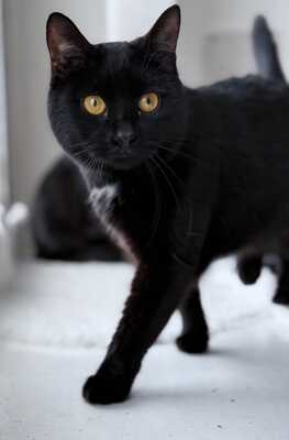 AKA aus Haus des Schreckens, Gewöhnliche Katze - Katze