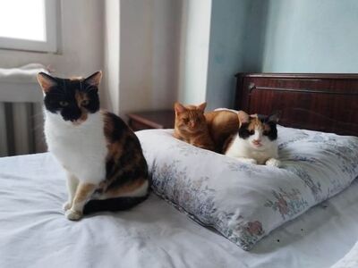 ALENA & CARLOS, Mischling - Katze