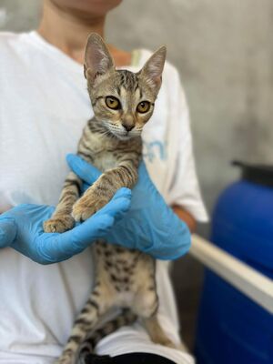 AMARA, Mischling Jungtier - Katze