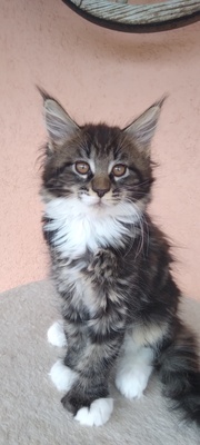 ANNIS COONS Maine Coon Kitten, BKH Maine Coon Jungtier - Kater