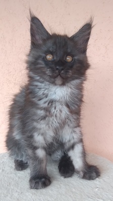 ANNIS COONS Maine Coon Kitten, BKH Maine Coon Jungtier - Kater