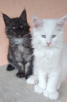 ANNIS COONS Maine Coon Kitten, BKH Maine Coon Jungtier - Kater