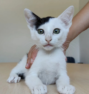 Abelino - liebevoller Kater, EKH Jungtier - Kater