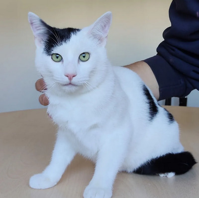 Abelino - liebevoller Kater, EKH Jungtier - Kater