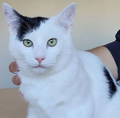Abelino - liebevoller Kater, EKH Jungtier - Kater