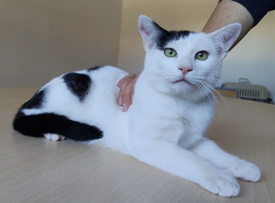 Abelino - liebevoller Kater, EKH Jungtier - Kater