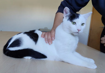 Abelino - liebevoller Kater, EKH Jungtier - Kater