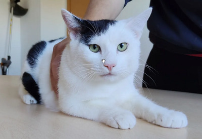 Abelino - liebevoller Kater, EKH Jungtier - Kater