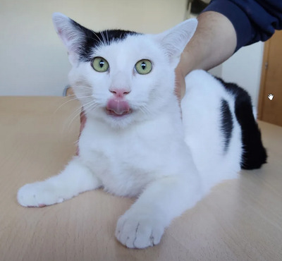 Abelino - liebevoller Kater, EKH Jungtier - Kater