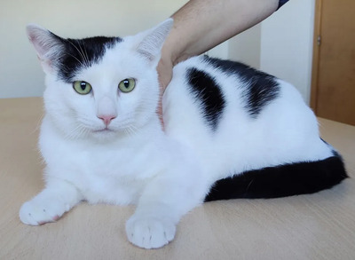 Abelino - liebevoller Kater, EKH Jungtier - Kater
