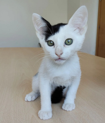 Abelino und Potosi - liebevolle Katzenkinder, EKH Jungtier - Kater