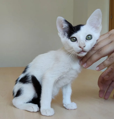 Abelino und Potosi - liebevolle Katzenkinder, EKH Jungtier - Kater