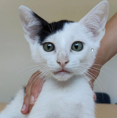 Abelino und Potosi - liebevolle Katzenkinder, EKH Jungtier - Kater