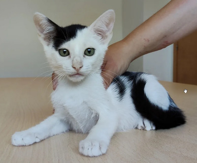 Abelino und Potosi - liebevolle Katzenkinder, EKH Jungtier - Kater