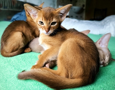 Abesinier Kätzchen, Abessinier Jungtier - Katze 1