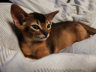 Abessinier Kätzchen, 1 Kater & 1 Katze Jungtier - Kater
