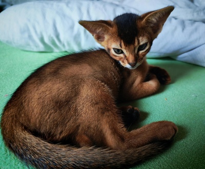 Abessinier Kätzchen, 1 Kater & 1 Katze Jungtier - Kater