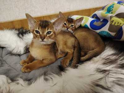 Abessinier Kätzchen