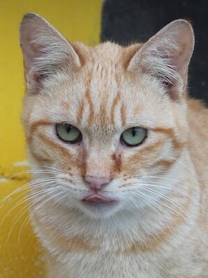 Adriano, Europäisch Kurzhaar - Kater