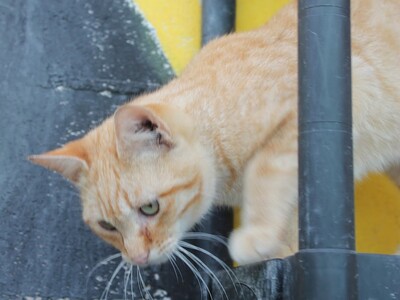 Adriano, Europäisch Kurzhaar - Kater