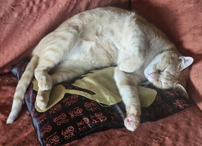 Adriano, Europäisch Kurzhaar - Kater