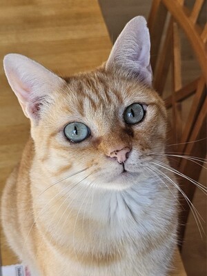 Adriano, Europäisch Kurzhaar - Kater