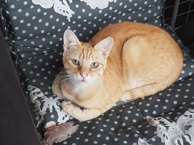 Adriano, Europäisch Kurzhaar - Kater
