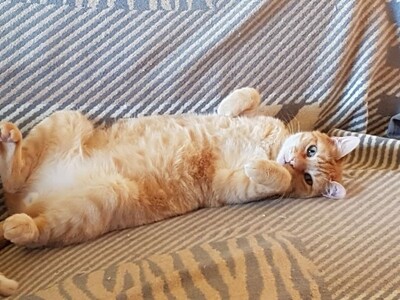 Adriano, Europäisch Kurzhaar - Kater