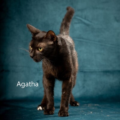 Agatha , geb. 2023, sucht Schmuseplatz, EKH Jungtier - Katze