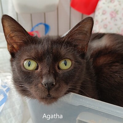 Agatha , geb. 2023, sucht Schmuseplatz, EKH Jungtier - Katze