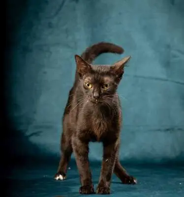 Agatha , geb. 2023, sucht Schmuseplatz, EKH Jungtier - Katze