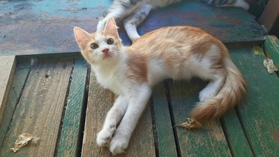 Air - Wunderschönes Kittenmädchen, ca. 4 Monate, Mischling Jungtier - Katze