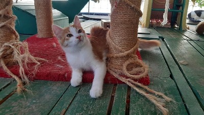 Air - Wunderschönes Kittenmädchen, ca. 4 Monate, Mischling Jungtier - Katze 4