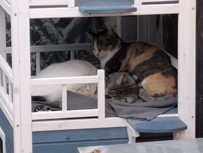 Aitana geb. August 2018, ELH - Katze