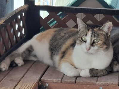 Aitana geb. August 2018, ELH - Katze