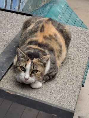 Aitana geb. August 2018, ELH - Katze