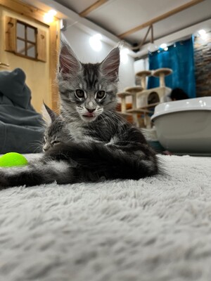 Aktuell haben wir 4 weibliche Kätzchen und 3 männliche Kätzchen verfügbar, MAINE COON KITTEN - Kater