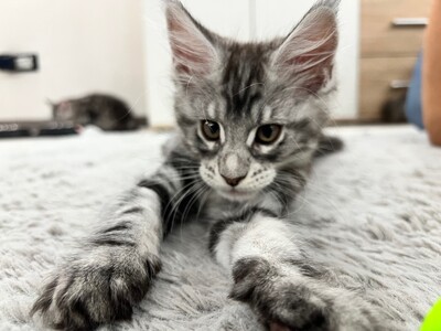 Aktuell haben wir 4 weibliche Kätzchen und 3 männliche Kätzchen verfügbar, MAINE COON KITTEN - Kater