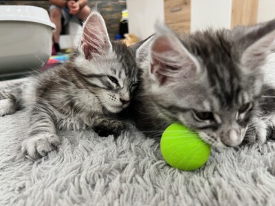 Aktuell haben wir 4 weibliche Kätzchen und 3 männliche Kätzchen verfügbar, MAINE COON KITTEN - Kater