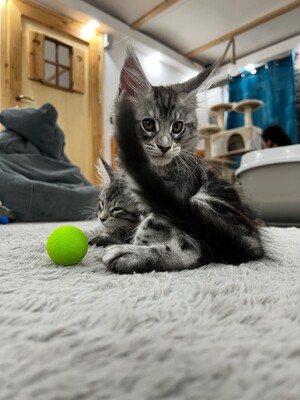 Aktuell haben wir 4 weibliche Kätzchen und 3 männliche Kätzchen verfügbar, MAINE COON KITTEN - Kater