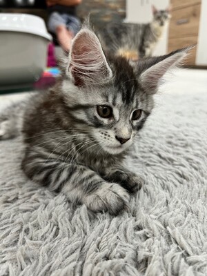 Aktuell haben wir 4 weibliche Kätzchen und 3 männliche Kätzchen verfügbar, MAINE COON KITTEN - Kater