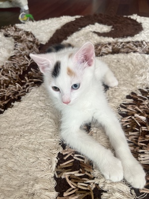 Alba, Europäische Jungtier - Katze