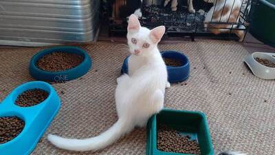 Alba - Sanfte Seele, ca. 3 Monate, Mischling Jungtier - Katze