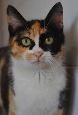 Alba geb. Dezember 25, EKH Jungtier - Katze