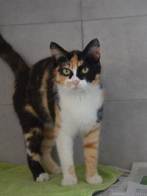 Alba geb. Dezember 25, EKH Jungtier - Katze